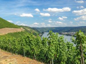 Vinohradnctvo v Rheingau a Rdesheime